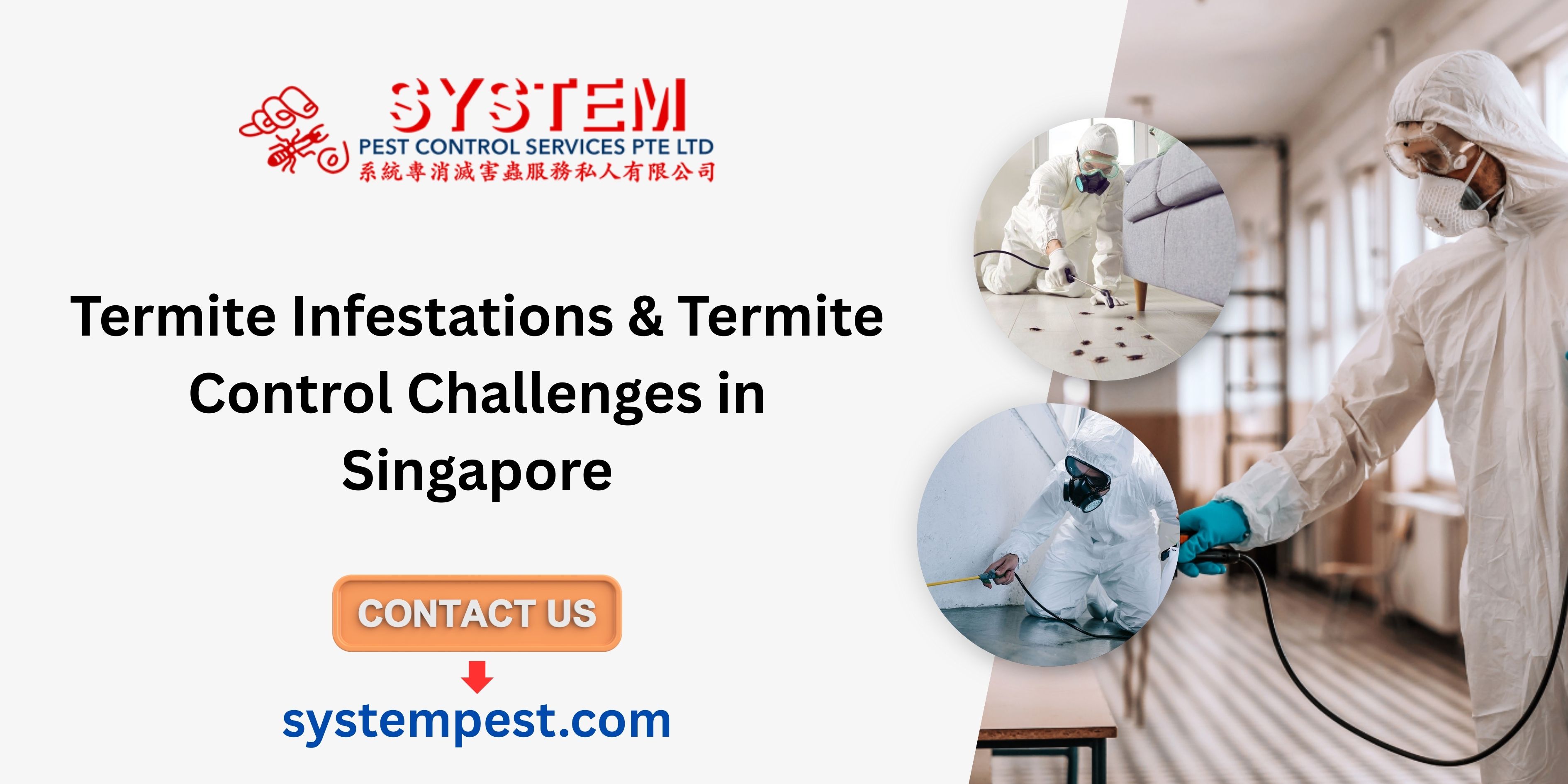 Termite Infestations & Termite Control Challenges in Singapore